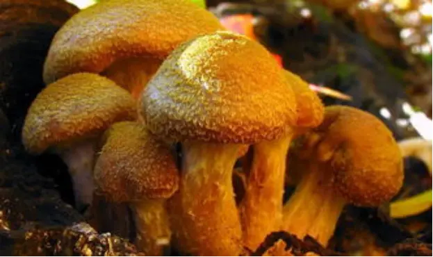 比蓝鲸还要大的动物还有哪些呢?它们会不会躲在深海里呢?