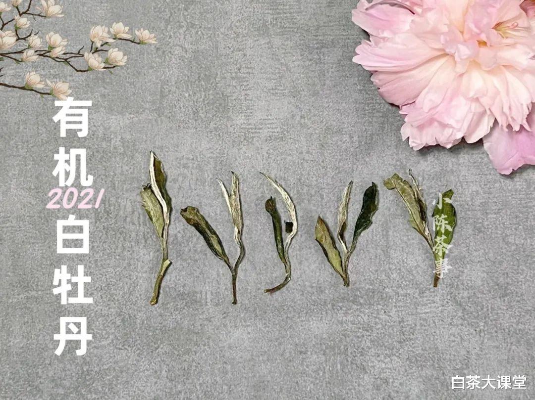 营养膳食|办公室喝白茶,教你3种泡法,简单又实用,夏天喝茶时用得着