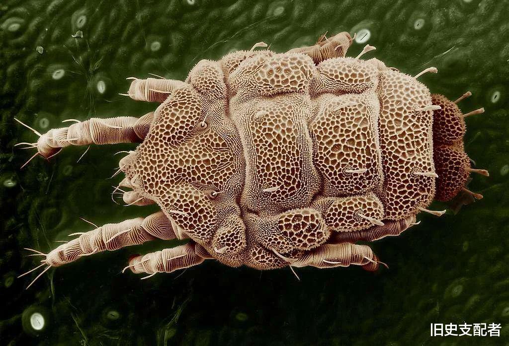 25张通过显微镜拍到的微生物照片,原来“怪物”就在我们的身边