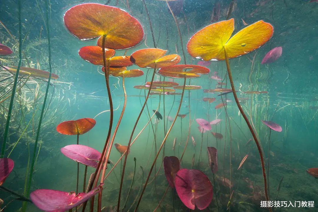 拍荷花,你有想过在水里拍吗?摄影师带你领略不一样的水下莲花
