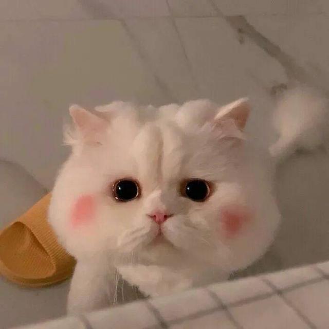 张艺兴|张艺兴录《向往6》睡完整期? 连谷爱凌尬宣新歌, 卖傻瓜人设好奇葩