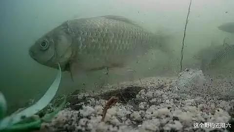|有鱼没口是现状别纠结！多在这三方面下功夫，很容易比别人钓得多