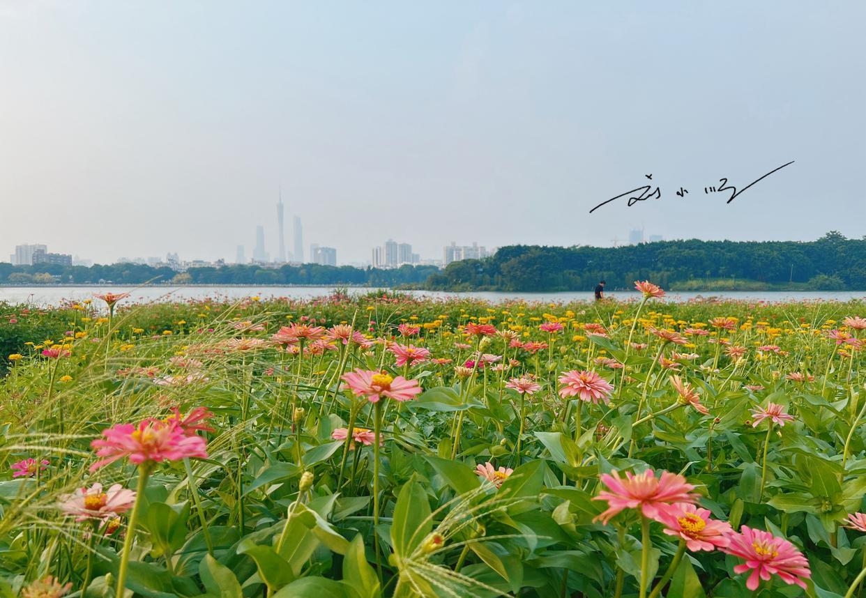 广州市|广州市中心有一片“海珠湖”,可以远眺广州塔,风景堪比杭州西湖