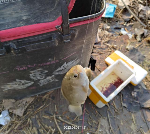 钓鱼|打窝之后麦穗闹,摘漂盲钓鲫鱼到。