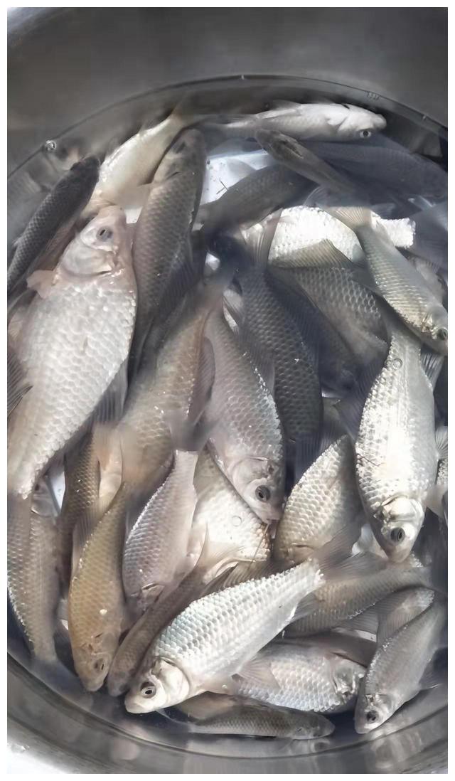 饵料|野钓,不要被特例给带偏了,总结经验三要素