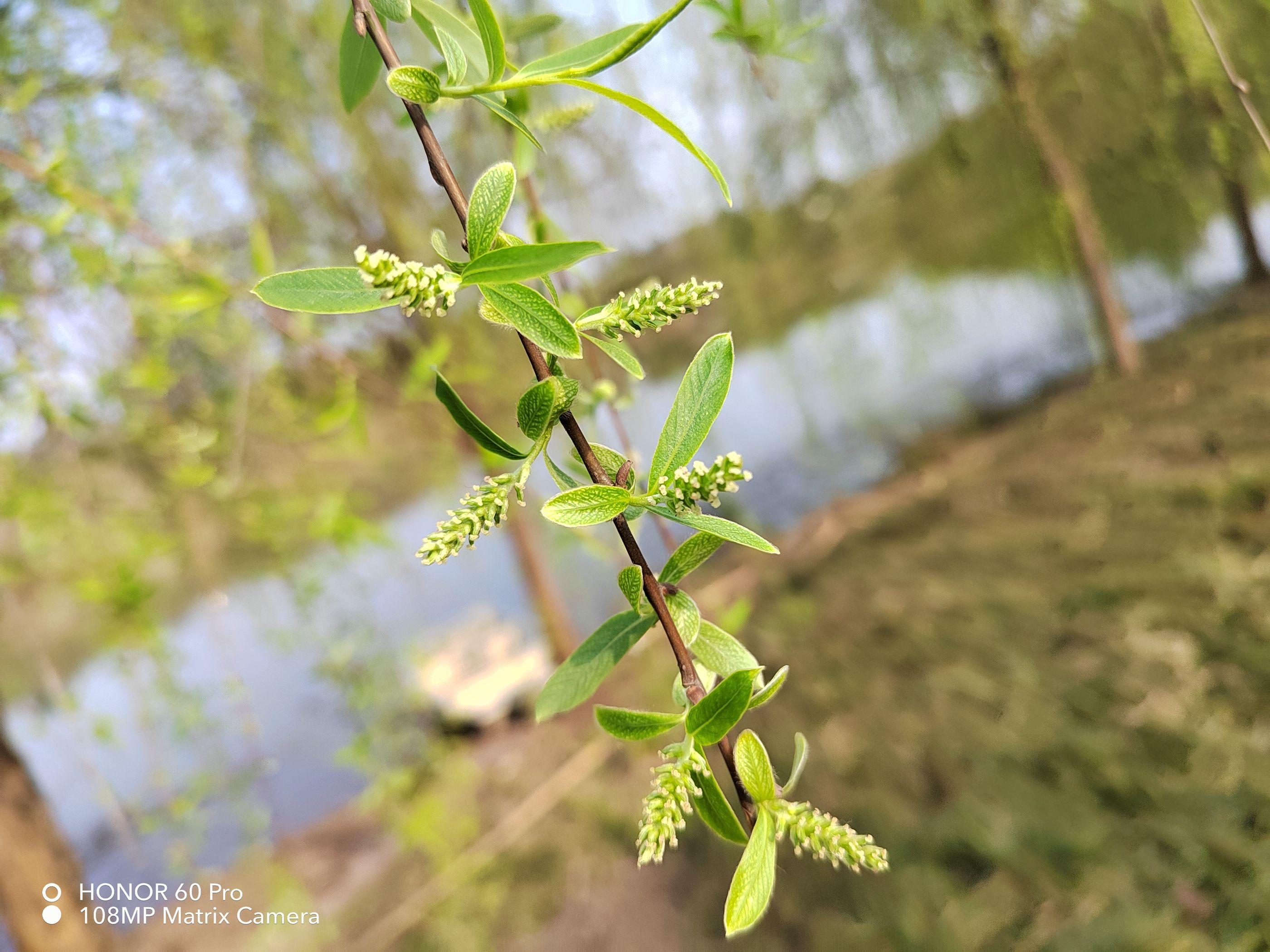 拼多多|行业内首款机身来电可变色的手机, 荣耀60Pro荣耀密码深度体验