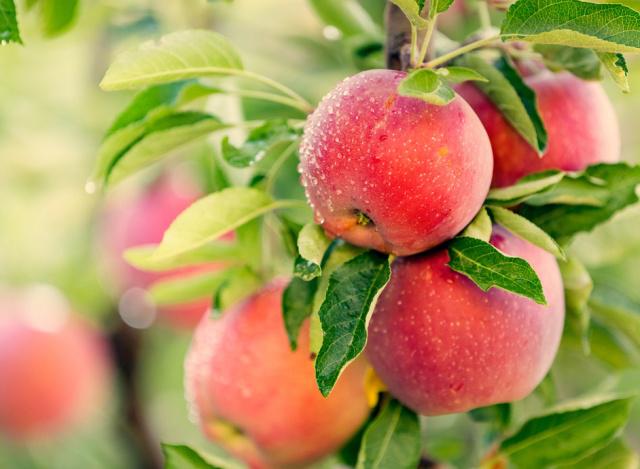 凉茶|香蕉和“它”是最佳搭配，早晚坚持吃，排出体内黑便，赶跑大肚腩