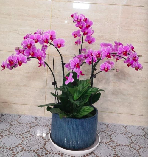 4种带“兰”字的花,过年遭哄抢,搬回家却变“一次性”,值吗