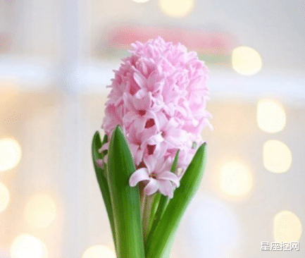 好运当头|哪几个时辰出生之人，好运当头，大年初四迎来贵人，吉祥如意平安