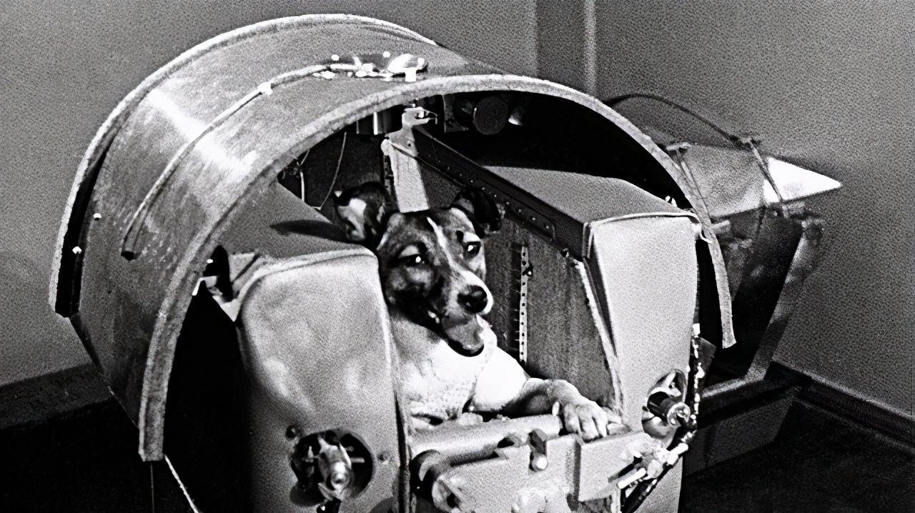第一只进入太空的狗，人类毒死它后，它在宇宙飘了65年