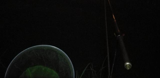 银环蛇|广西一男子晚上河边钓鱼，“米级”银环蛇不请自来，网友：骗人的