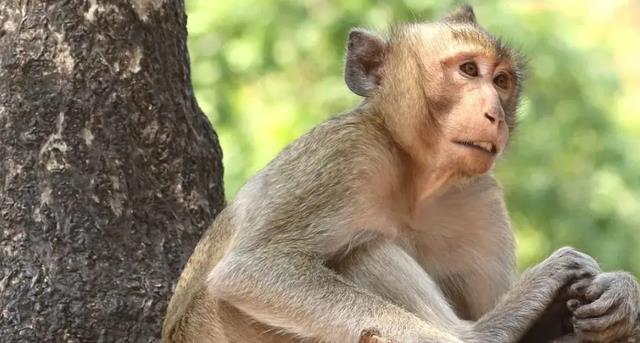 1升价值10万元?活了4亿年的生物被“疯狂抽血”,每年急需50万只