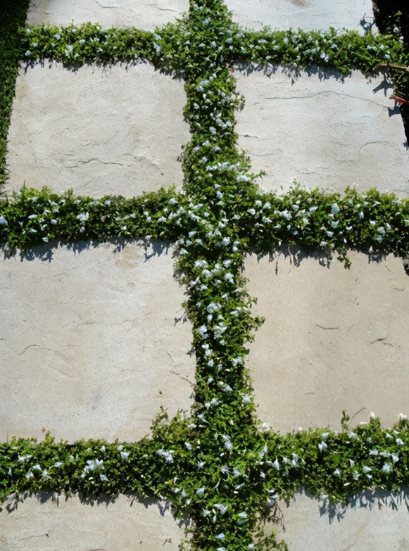 院子铺砖别太实诚,邻居这样铺会更加好看,填上东西还能避免积水