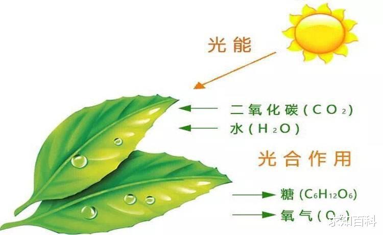 寒武纪以来的共生,钻进人类血管,你想不到的“物种宫斗大戏”
