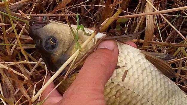 |冬季如何找鱼？简单实用的方法及操作技巧，上鱼效率胜过钓草洞！