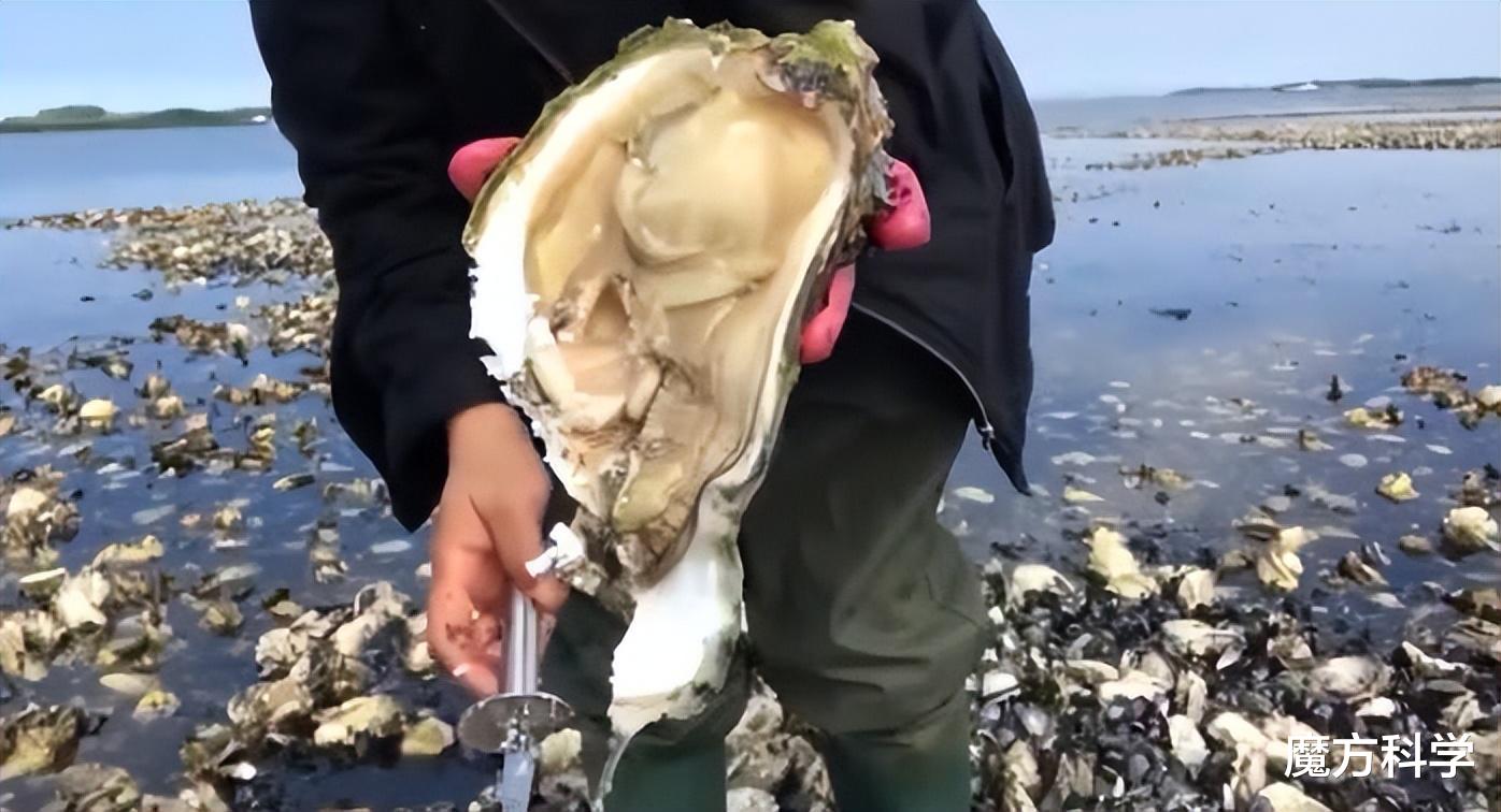 鲍鱼不能吃?IUCN更新濒危物种红色名录!为何人类是“罪魁祸首”