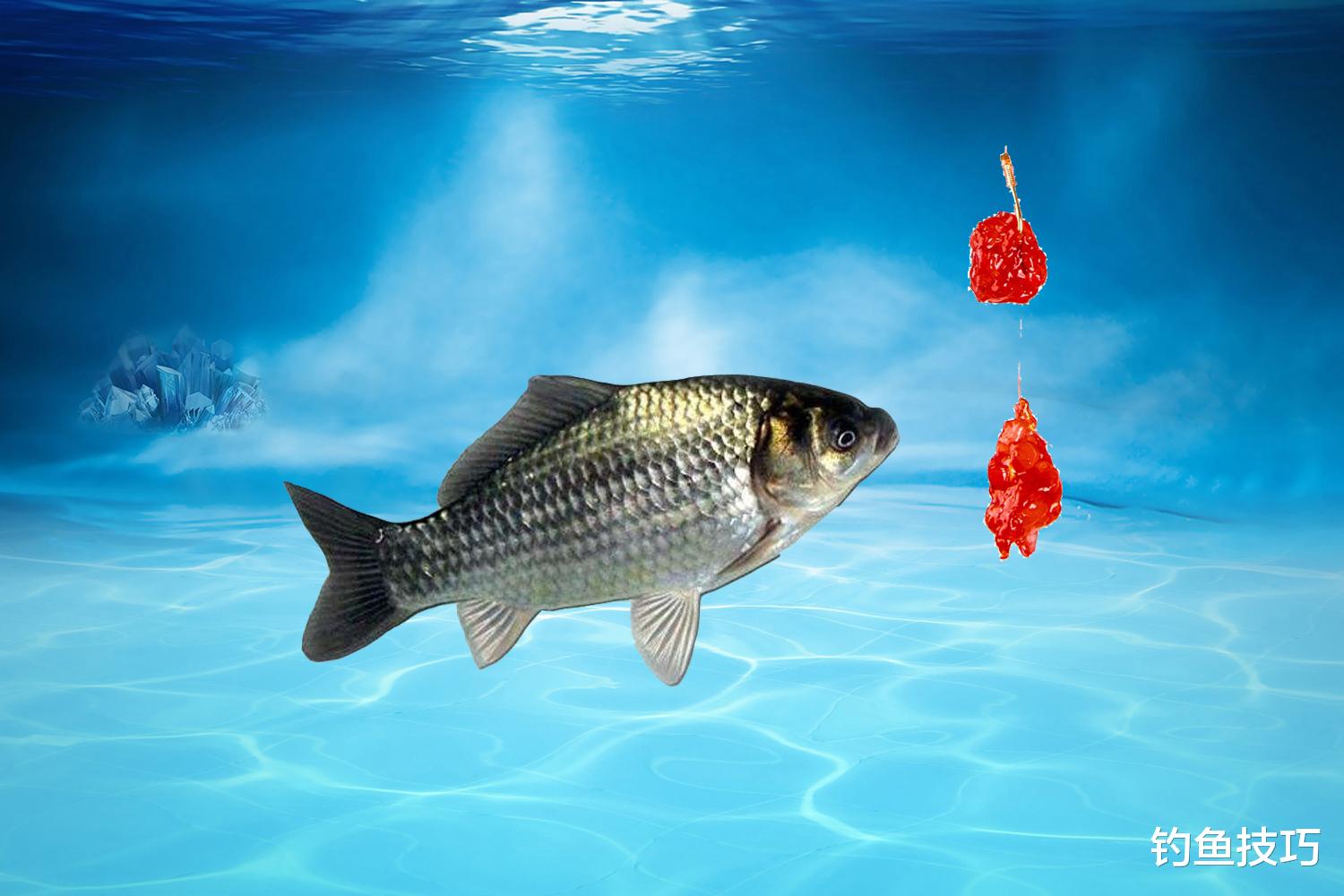 |钓鱼大赛惹争议，使用冻干虾饵是否违规？详解液氮锁鲜技术