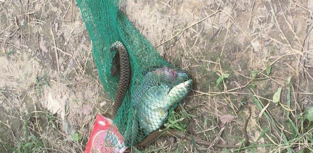 |广东男子野钓遇罕见一幕，不速之客跑来抢渔获，结果好气又好笑