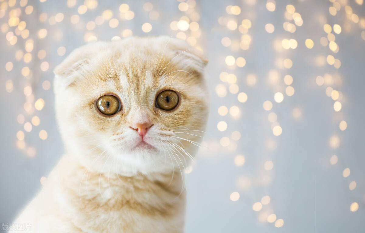 出现这些行为，说明你家的猫正在吃醋