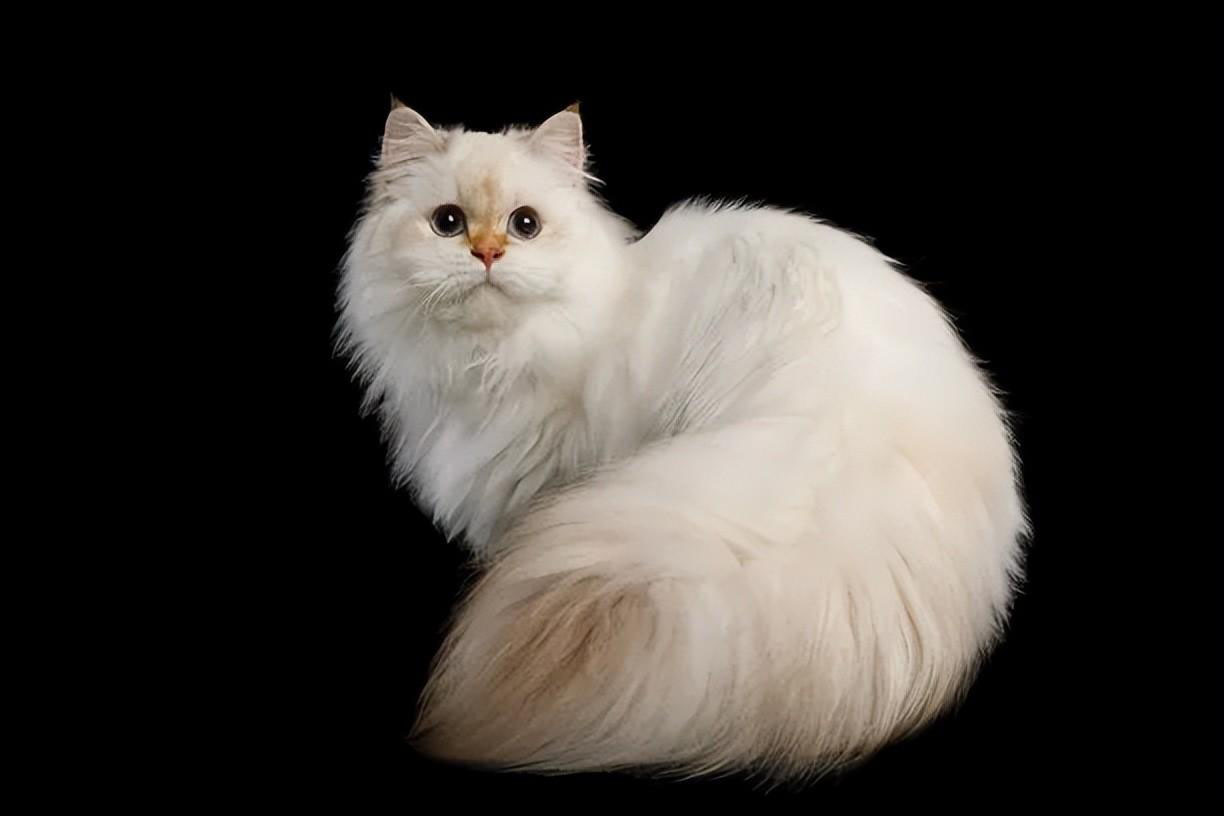 新手养猫指南｜新手养猫需要做哪些准备