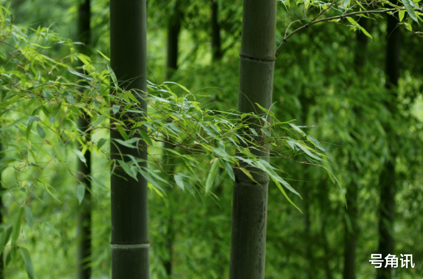 |星星还是那个星星 杜妈不再是那个杜妈