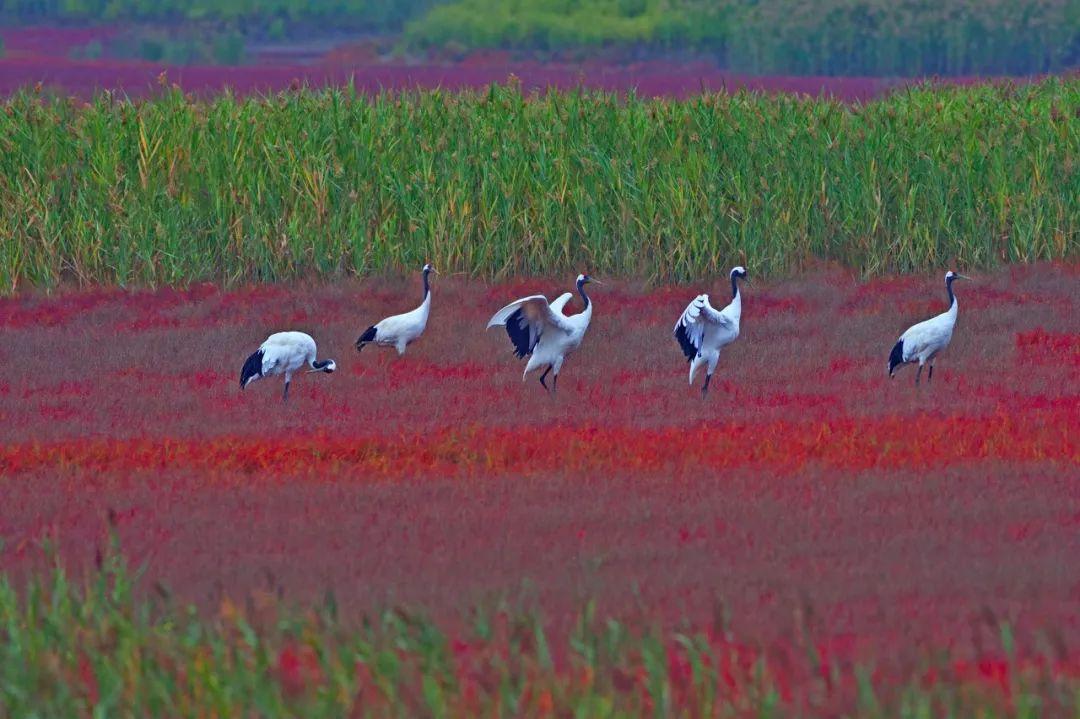 长白山|一个夏天都没出门?不如做一回“第一个看秋色的人”,可好?