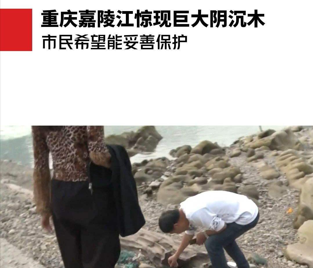 2万/斤！重庆嘉陵江出现巨大阴沉木，有盗割痕迹，最新：无法管理
