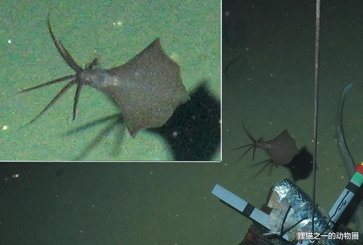 半透明果冻鱼?露齿笑的怪鱼?盘点2022年发现10种奇异的深海生物