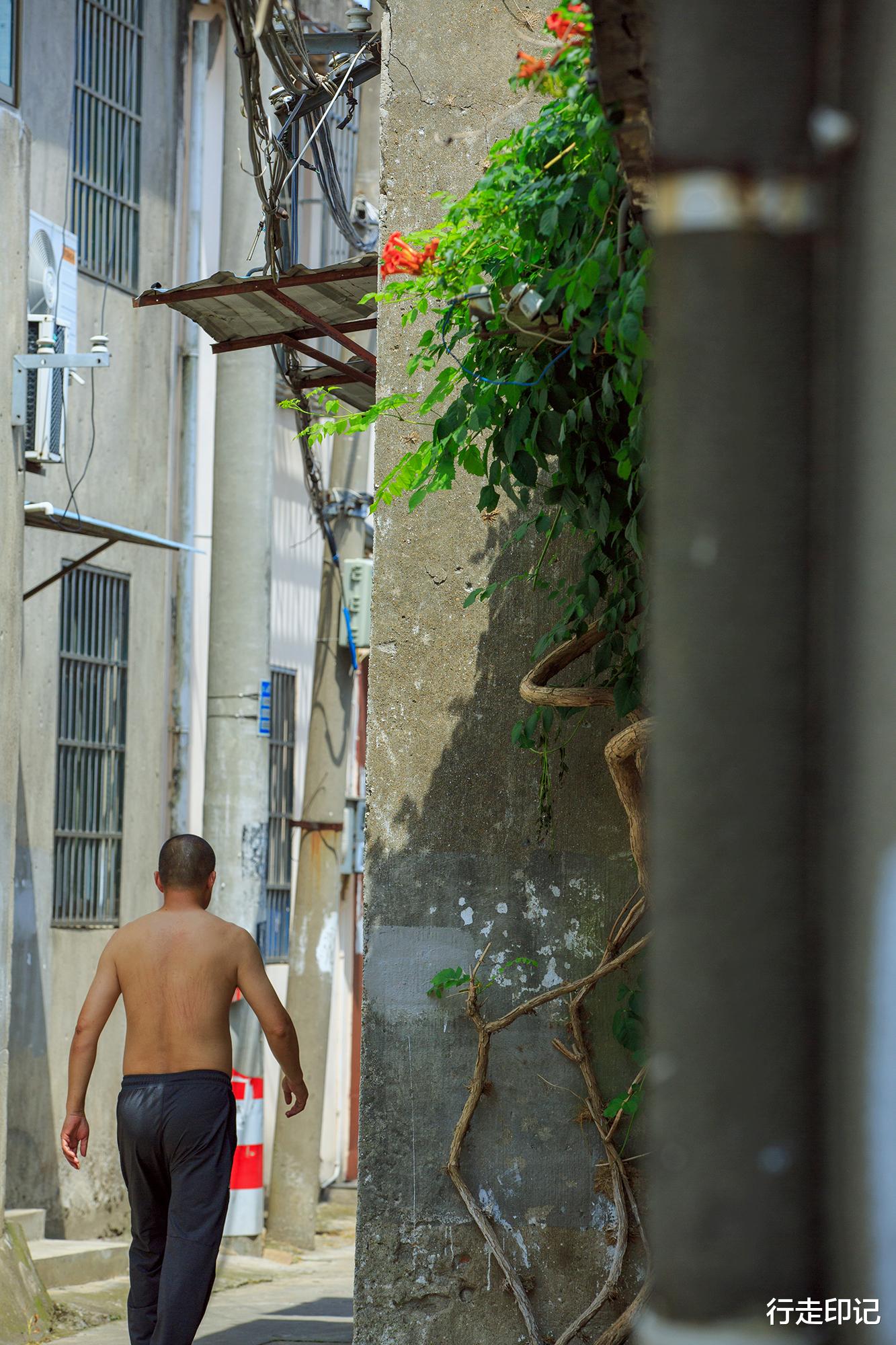 |太平老街的这片花海,足以承包你的夏天