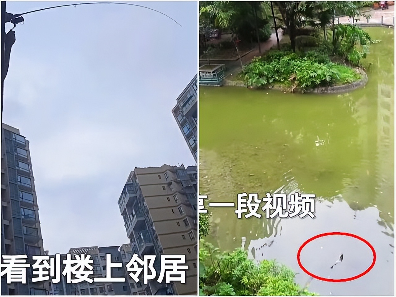 成都:男子隔离在家从阳台上钓鱼,楼下女子欲截胡