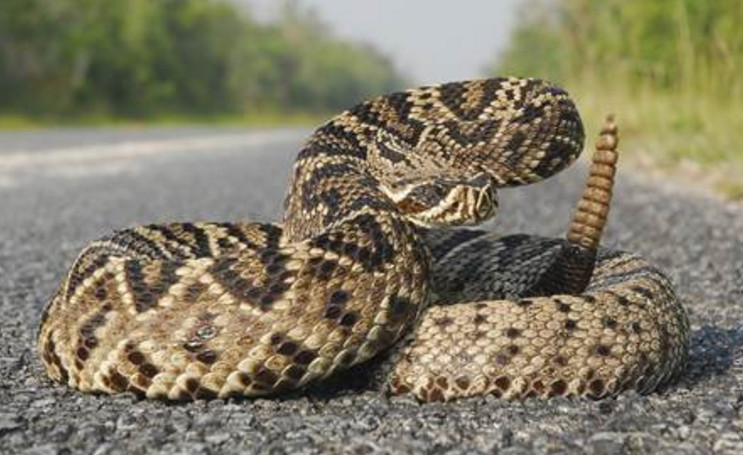 地球上最怪异的蛇，死后一小时还可以咬人致死！