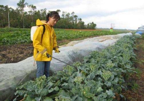 清华女博士隐居山林，种地11年年收入800万，父母已认不出她