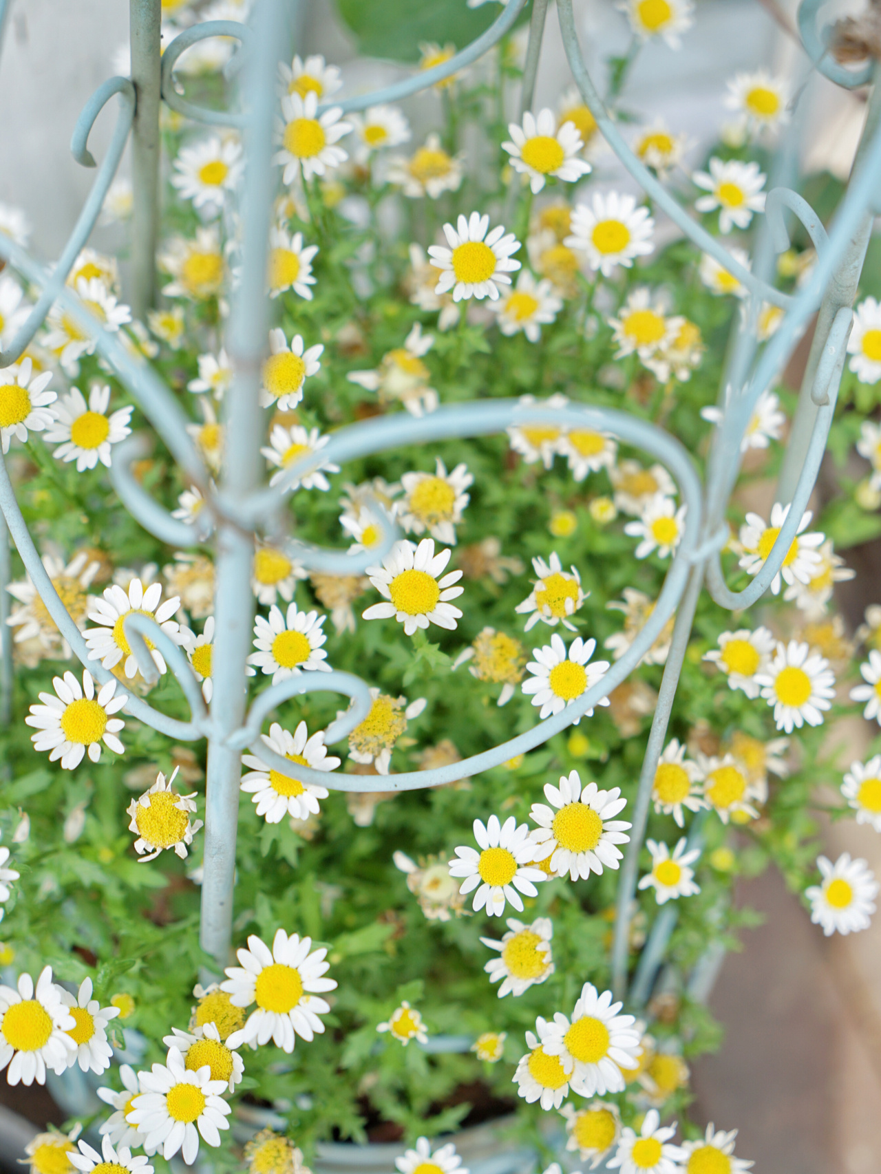 35㎡楼顶露台，亲手打造空中小花园，这才是顶楼的正确打开方式