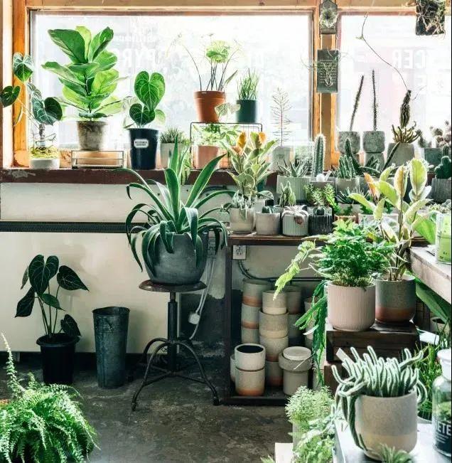 这位59岁阿姨,用绿植把家装满,目光所及皆是风景,把生活过成诗