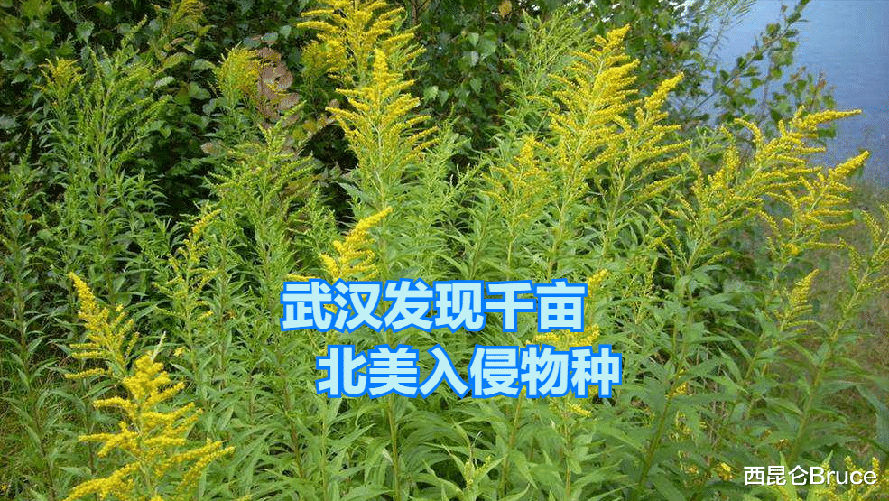外来入侵物种!武汉多地发现加拿大一枝黄花,1株花有2万多粒种子