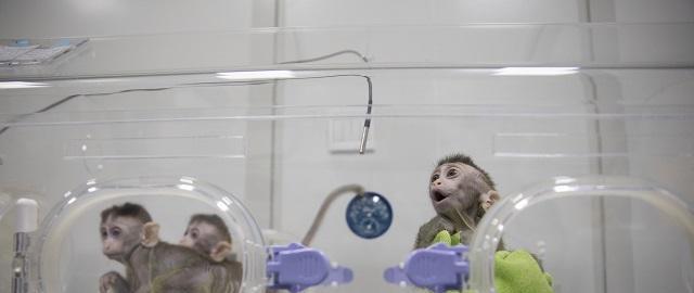 全世界在抢实验猴?16万一只都供不应求,实验猴的作用到底有多大