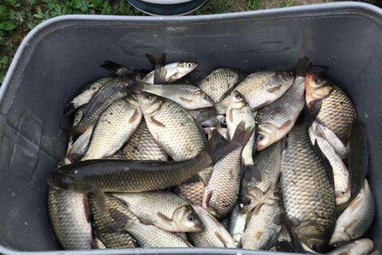 |春钓想要爆护连杆,不妨试试这5个天然“鱼窝”