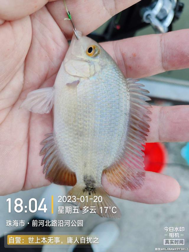 鳊鱼|堪称酣畅淋漓!好钓位真不是虚的