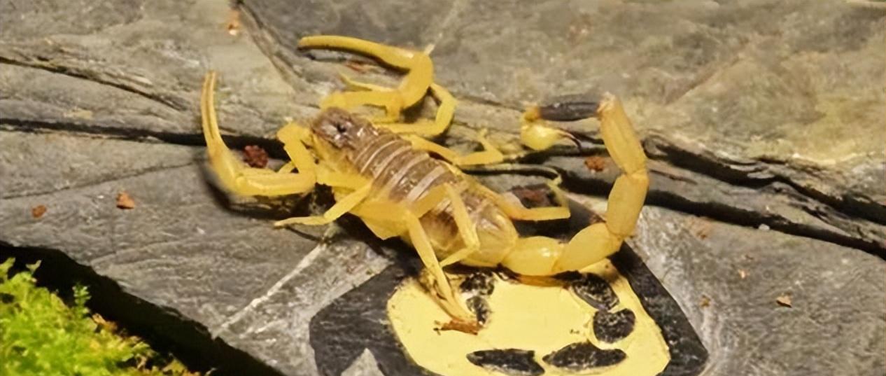 盘点十种世界剧毒生物,见血封喉,各个都是大自然的天生杀手