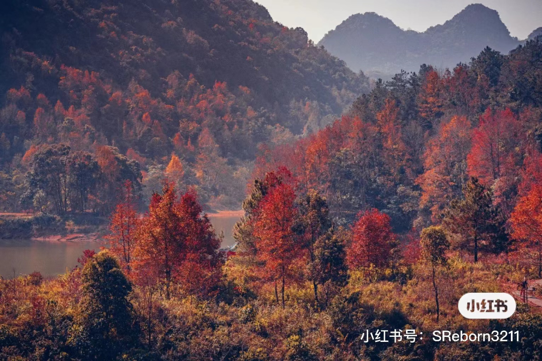 小红书|枫红了！广西标志性赏枫秘境，又到最佳观赏期！|广西旅游年卡