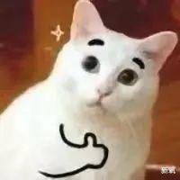 殷世航|小猪先生婚礼嘉宾阵容强大，夺笋网友：看你怎么一见钟情