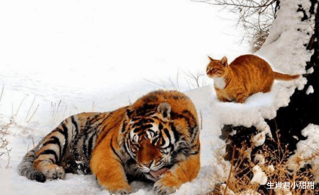 制造业|属虎人今年365天虎虎生威，手握大好机会，脚踩机遇攀登成功