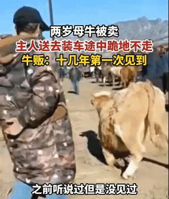 灵性!2岁牛牛“跪主人”不想被卖未果,牛贩子:有人出4万求购!