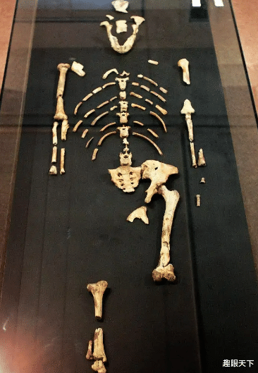 人类进化史上这13万年究竟被谁抹去了?为什么人类祖先“凭空蒸发”了这么久?