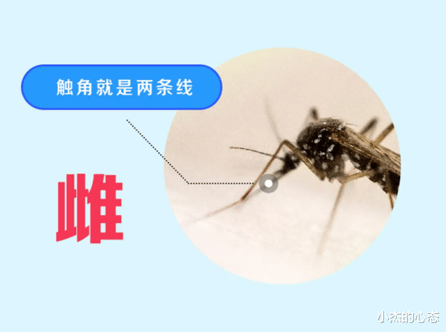 美国向大自然投放10亿只蚊子,未来还将投放20亿只,到底要干什么
