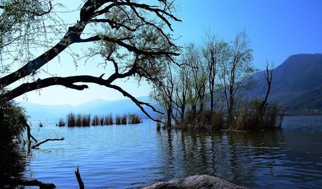 邛海|威胁！邛海翘嘴红鲌10年暴增100吨，破坏生态，1年路亚垂钓治理