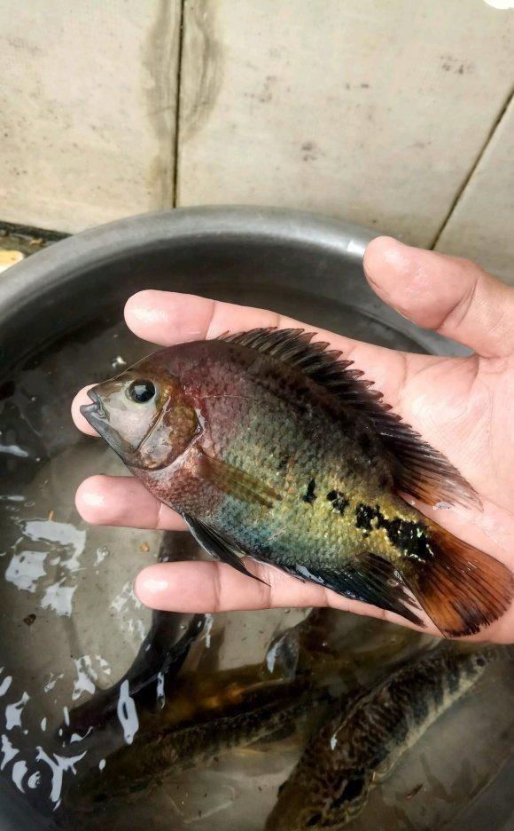 珠江又现新鱼种,像是罗非鱼和太阳鱼杂交,美国孔雀鲈?