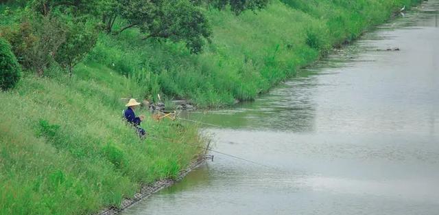 水库|男子在水库边垂钓无果,鱼儿却从他面前游过,网友:赤裸裸的挑衅
