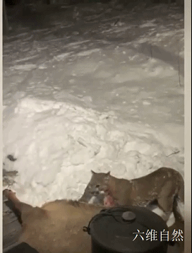 美洲金猫在门前捕杀麋鹿，被发现依依不舍放弃，第二天又返回现场
