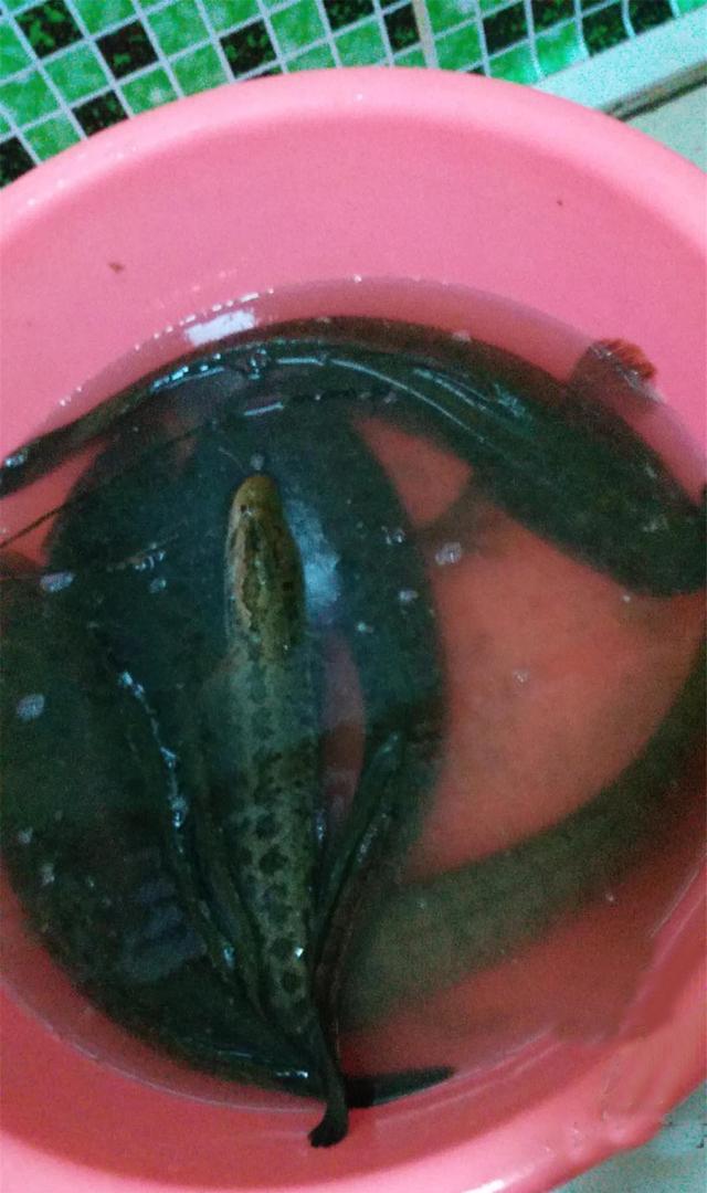 |爆护和走空都能让你戒钓,原因其实很简单